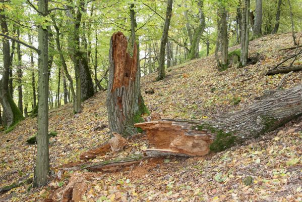 Čabradský Vrbovok, 11.10.2013
Kaňon Litavy - Čabraď. Rozlomený dub - biotop kovaříka Lacon querceus.
Klíčová slova: Čabradský Vrbovok kaňon Litavy Čabraď Lacon querceus