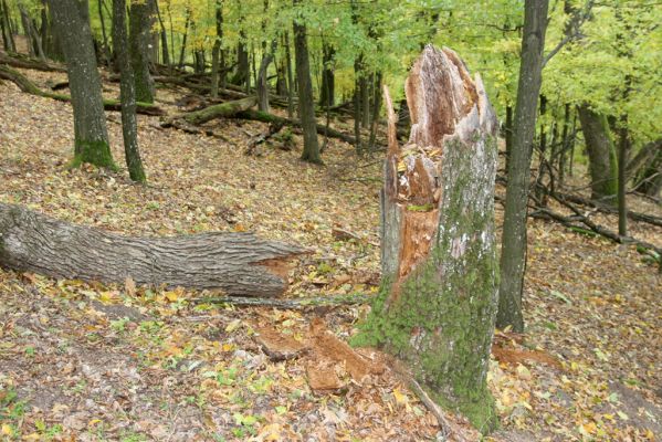 Čabradský Vrbovok, 11.10.2013
Kaňon Litavy - Čabraď. Rozlomený dub - biotop kovaříka Lacon querceus.
Klíčová slova: Čabradský Vrbovok kaňon Litavy Čabraď Lacon querceus