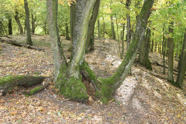 Čabradský Vrbovok, 11.10.2013
Kaňon Litavy - Čabraď.
Klíčová slova: Čabradský Vrbovok kaňon Litavy Čabraď