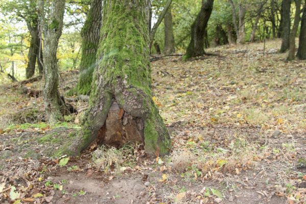 Čabradský Vrbovok, 11.10.2013
Kaňon Litavy - Čabraď. 
Schlüsselwörter: Čabradský Vrbovok kaňon Litavy Čabraď