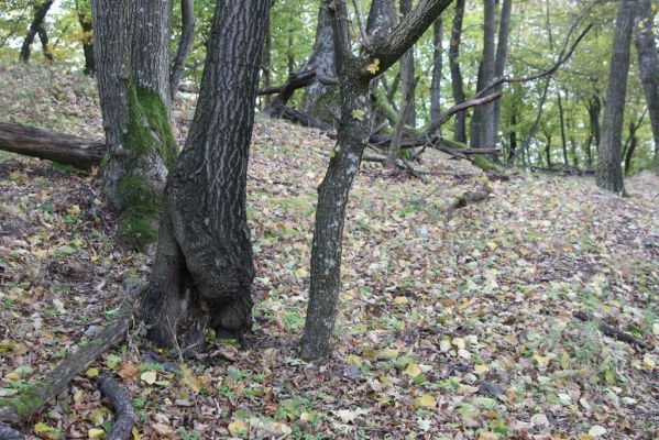 Čabradský Vrbovok, 11.10.2013
Kaňon Litavy - Čabraď. Biotop kovaříka Ischnodes sanguinicollis.
Klíčová slova: Čabradský Vrbovok kaňon Litavy Čabraď Ischnodes sanguinicollis