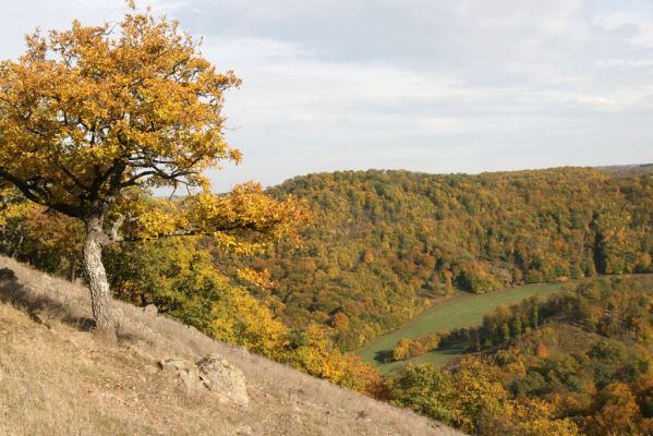 Čabradský Vrbovok, 11.10.2013
Kaňon Litavy - Čabraď. Lesostep.
Klíčová slova: Čabradský Vrbovok kaňon Litavy Čabraď