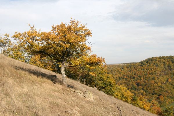 Čabradský Vrbovok, 11.10.2013
Kaňon Litavy - Čabraď. Lesostep.
Klíčová slova: Čabradský Vrbovok kaňon Litavy Čabraď