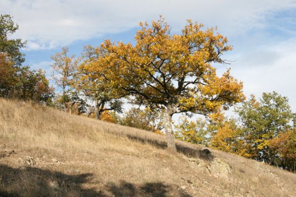 Čabradský Vrbovok, 11.10.2013
Kaňon Litavy - Čabraď. Lesostep.
Klíčová slova: Čabradský Vrbovok kaňon Litavy Čabraď