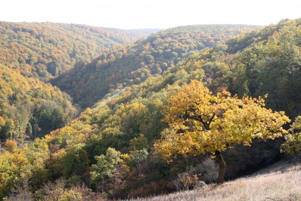 Čabradský Vrbovok, 11.10.2013
Kaňon Litavy - Čabraď. Lesostep. Pohled na dolinu Šibeničného potoka.
Schlüsselwörter: Čabradský Vrbovok kaňon Litavy Čabraď