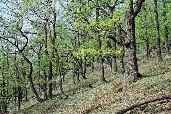 Čelovce, 19.4.2005
Kaňov Litavy, vrch Pustý hrad.

Klíčová slova: Čabradský Vrbovok kaňon Litavy Kozí chrbát Ampedus rufipennis