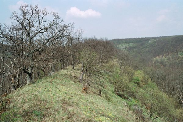Čabradský Vrbovok, 19.4.2005
Kaňon Litavy, Kozí chrbát.


Klíčová slova: Čabradský Vrbovok kaňon Litavy Kozí chrbát Ampedus rufipennis Brachygonus megerlei