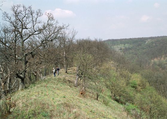 Čabradský Vrbovok, 19.4.2005
Kaňon Litavy, Kozí chrbát.



Klíčová slova: Čabradský Vrbovok kaňon Litavy Kozí chrbát Vacík Kašovský Ampedus rufipennis Brachygonus megerlei