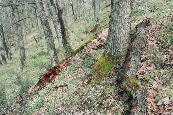 Čabradský Vrbovok, 19.4.2005
Kaňon Litavy, Kozí chrbát.
Klíčová slova: Čabradský Vrbovok kaňon Litavy Kozí chrbát Ampedus quadrisignatus praeustus nigerrimus