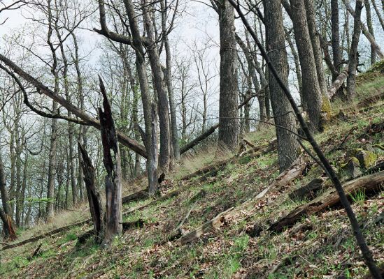 Čabradský Vrbovok, 19.4.2005
Kaňon Litavy, Kozí chrbát.

Klíčová slova: Čabradský Vrbovok kaňon Litavy Kozí chrbát Ampedus quadrisignatus praeustus nigerrimus