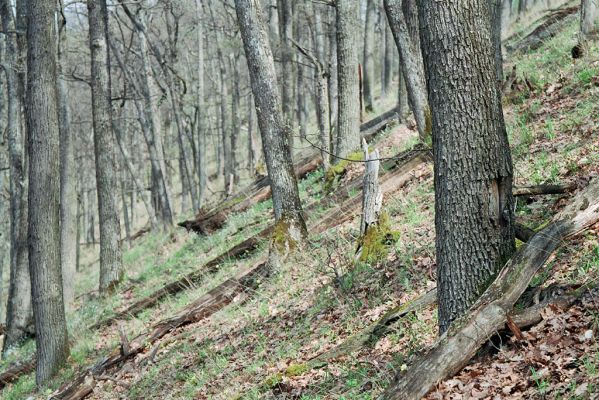 Čabradský Vrbovok, 19.4.2005
Kaňon Litavy, Kozí chrbát.


Klíčová slova: Čabradský Vrbovok kaňon Litavy Kozí chrbát Ampedus quadrisignatus praeustus nigerrimus