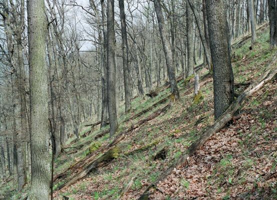 Čabradský Vrbovok, 19.4.2005
Kaňon Litavy, Kozí chrbát.


Klíčová slova: Čabradský Vrbovok kaňon Litavy Kozí chrbát Ampedus quadrisignatus praeustus nigerrimus