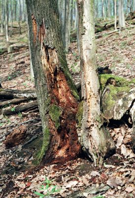 Čabradský Vrbovok, 19.4.2005
Kaňon Litavy, Kozí chrbát. Dub osídlený kovaříky Lacon querceus.

Klíčová slova: Čabradský Vrbovok kaňon Litavy Kozí chrbát Lacon querceus
