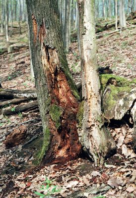 Čabradský Vrbovok, 19.4.2005
Kaňon Litavy, Kozí chrbát. Dub osídlený kovaříky Lacon querceus.

Schlüsselwörter: Čabradský Vrbovok kaňon Litavy Kozí chrbát Lacon querceus