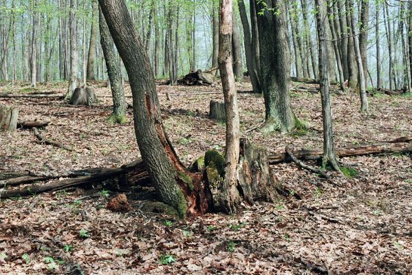 Čabradský Vrbovok, 19.4.2005
Kaňon Litavy, Kozí chrbát. Dub osídlený kovaříky Lacon querceus.


Klíčová slova: Čabradský Vrbovok kaňon Litavy Kozí chrbát Lacon querceus