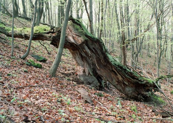 Čabradský Vrbovok, 19.4.2005
Kaňon Litavy, Kozí chrbát.

Klíčová slova: Čabradský Vrbovok kaňon Litavy Kozí chrbát Hypoganus inunctus