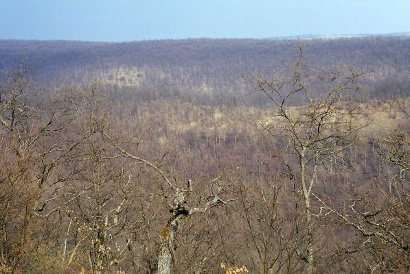 Čabradský Vrbovok, 29.3.2003
Čabraď, vrch Kováčovo. Pohled na Kozí chrbát.



Klíčová slova: Čabradský Vrbovok Čabraď vrch Kováčovo