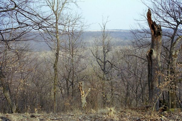 Čabradský Vrbovok, 29.3.2003
Čabraď, vrch Kováčovo.
Klíčová slova: Čabradský Vrbovok Čabraď vrch Kováčovo