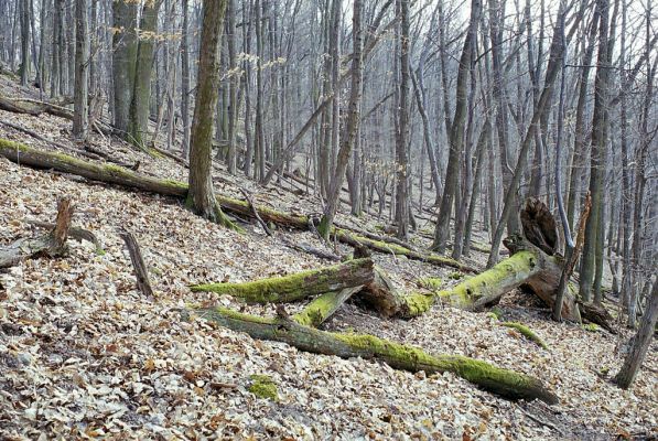 Čabradský Vrbovok, 29.3.2003
Čabraď, vrch Kováčovo.


Klíčová slova: Čabradský Vrbovok Čabraď vrch Kováčovo Ampedus quadrisignatus