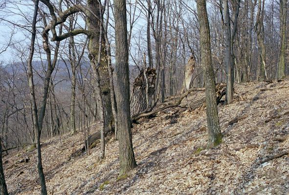 Čabradský Vrbovok, 29.3.2003
Čabraď, vrch Kováčovo.

Klíčová slova: Čabradský Vrbovok Čabraď vrch Kováčovo Megapenthes lugens