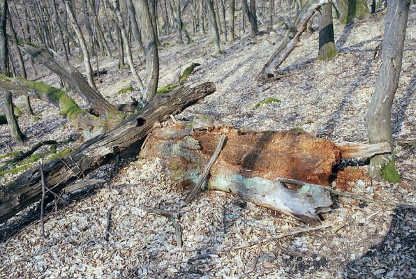 Čabradský Vrbovok, 29.3.2003
Čabraď, vrch Žabinec. Zarostlý pastevní les.


Klíčová slova: Čabradský Vrbovok Čabraď vrch Žabinec Ampedus nigerrimus praeustus Gnorimus variabilis