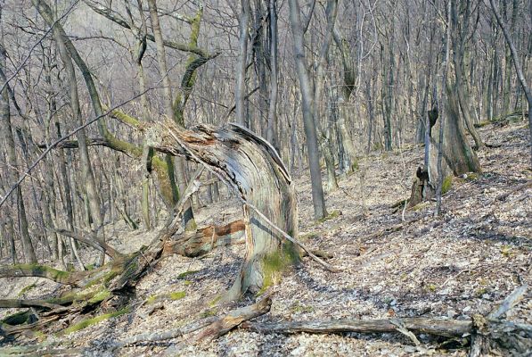 Čabradský Vrbovok, 29.3.2003
Čabraď, vrch Žabinec. Zarostlý pastevní les.


Klíčová slova: Čabradský Vrbovok Čabraď vrch Žabinec Ampedus hjorti nigerrimus praeustus Gnorimus variabilis