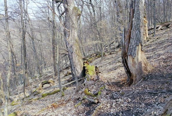 Čabradský Vrbovok, 29.3.2003
Čabraď, vrch Žabinec. Zarostlý pastevní les.

Klíčová slova: Čabradský Vrbovok Čabraď vrch Žabinec Ampedus hjorti nigerrimus praeustus Elateri ferrugineus Gnorimus variabilis
