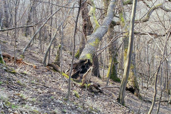 Čabradský Vrbovok, 29.3.2003
Čabraď, vrch Žabinec. Zarostlý pastevní les.

Klíčová slova: Čabradský Vrbovok Čabraď vrch Žabinec