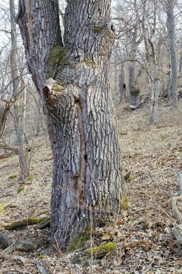 Čabradský Vrbovok, 29.3.2003
Čabraď, vrch Žabinec. Zarostlý pastevní les.

Klíčová slova: Čabradský Vrbovok Čabraď vrch Žabinec Ampedus hjorti