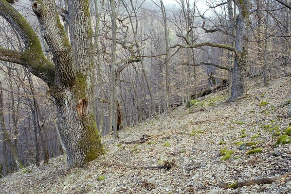 Čabradský Vrbovok, 29.3.2003
Čabraď, vrch Žabinec. Zarostlý pastevní les.

Klíčová slova: Čabradský Vrbovok Čabraď vrch Žabinec Ampedus hjorti