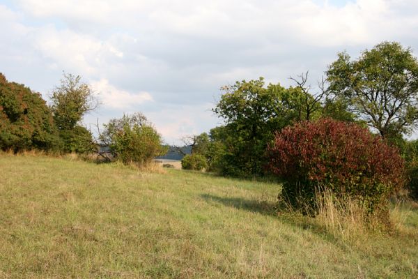 Mokré - vrch Horka, 11.9.2008
Sečená step na jihovýchodním úpatí Horky. Biotop kovaříka Agriotes gallicus.
Klíčová slova: Mokré vrch Horka step třešňovka Agriotes gallicus