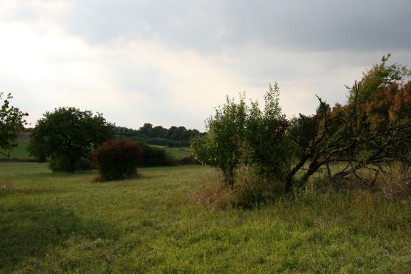 Mokré - vrch Horka, 11.9.2008
Sečená step na jihovýchodním úpatí Horky. Biotop kovaříka Agriotes gallicus.
Klíčová slova: Mokré vrch Horka step třešňovka Agriotes gallicus