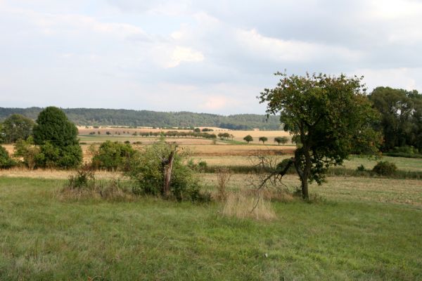 Mokré - vrch Horka, 11.9.2008
Sečená step na jihovýchodním úpatí Horky. Biotop kovaříka Agriotes gallicus. Třešeň vlevo je osídlena krasci Anthaxia candens.
Klíčová slova: Mokré vrch Horka step třešňovka Agriotes gallicus Anthaxia candens