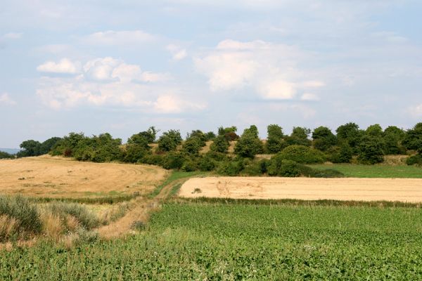 Mokré - vrch Horka, 31.7.2008
Třešňovka v severozápadní polovině vrchu Horka.
Klíčová slova: Mokré vrch Horka třešňovka