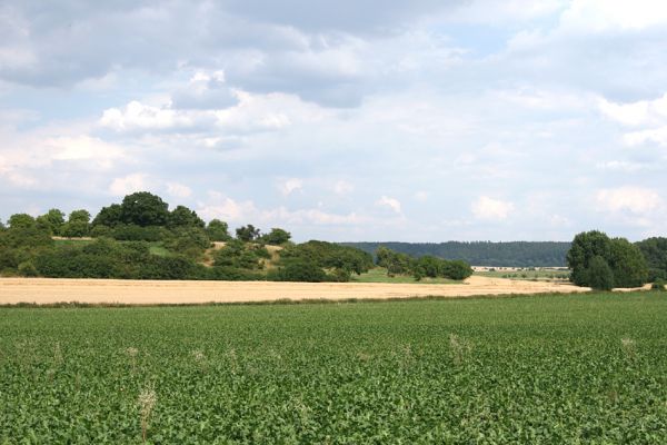 Mokré - vrch Horka, 31.7.2008
Stará třešňovka v jihovýchodní polovině vrchu. Biotop kovaříka Agriotes gallicus.
Klíčová slova: Mokré vrch Horka step třešňovka Agriotes gallicus