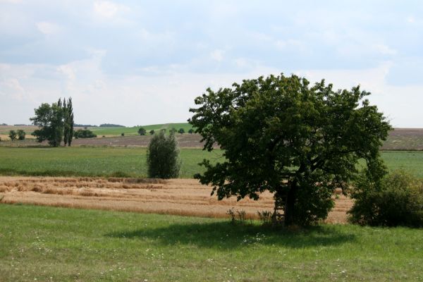 Mokré - vrch Horka, 31.7.2008
Stará třešňovka na jihovýchodním úpatí Horky. Zde step sečená. Biotop kovaříka Agriotes gallicus. Pohled k jihu.
Mots-clés: Mokré vrch Horka step třešňovka Agriotes gallicus