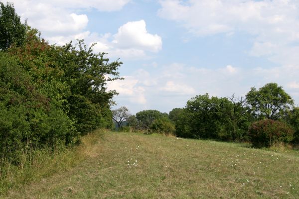 Mokré - vrch Horka, 31.7.2008
Stará třešňovka na jihovýchodním úpatí Horky. Zde step sečená. Biotop kovaříka Agriotes gallicus.
Keywords: Mokré vrch Horka step třešňovka Agriotes gallicus