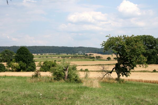 Mokré - vrch Horka, 31.7.2008
Sečená step na jihovýchodním úpatí Horky. Biotop kovaříka Agriotes gallicus. Třešeň vlevo je osídlená krasci Anthaxia candens. Pohled k východu.
Klíčová slova: Mokré vrch Horka step třešňovka Agriotes gallicus Anthaxia candens