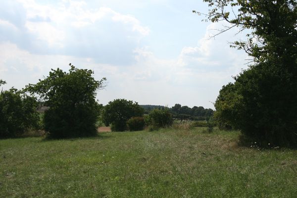 Mokré - vrch Horka, 31.7.2008
Sečená step ve staré třešňovce na jihovýchodním úpatí vruchu Horka. Biotop kovaříka Agriotes gallicus. Kmeny třešní obrůstají křovinami a jejich zastínění tak znemožňuje vývoj krasce Anthaxia candens.
Schlüsselwörter: Mokré vrch Horka step třešňovka Agriotes gallicus