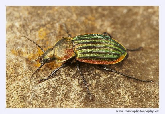 Carabus nitens
Střevlík, žijící na vřesovištích. Vyhynulý druh - poslední nálezy z Plachty pocházejí z roku 1967 (J. Čáp leg.).
Klíčová slova: Hradec Králové Plachta Carabus nitens