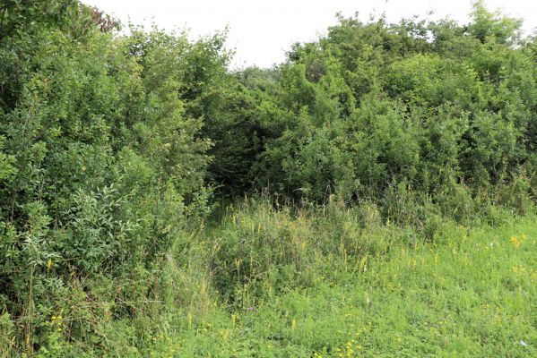 Častolovice, 23.7.2021
Strýc, louka na jižním svahu. Zarůstající chodník do zpustlého sadu.
Klíčová slova: Častolovice Strýc louka