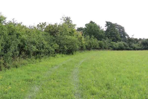 Častolovice, 23.7.2021
Strýc, louka na jižním svahu pod zpustlým sadem.
Klíčová slova: Častolovice Strýc sad louka Agriotes gallicus