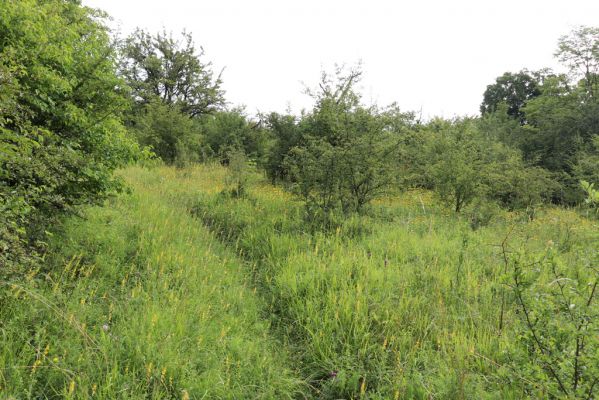 Častolovice, 23.7.2021
Strýc, zpustlý sad na jižním svahu.
Klíčová slova: Častolovice Strýc sad Agriotes gallicus