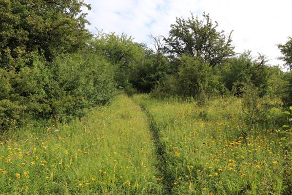 Častolovice, 23.7.2021
Strýc, zpustlý sad na jižním svahu.
Keywords: Častolovice Strýc sad Agriotes gallicus