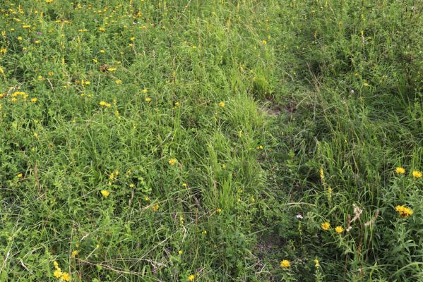 Častolovice, 23.7.2021
Strýc, zpustlý sad na jižním svahu.
Klíčová slova: Častolovice Strýc sad Agriotes gallicus
