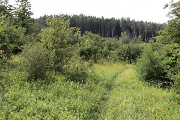 Častolovice, 23.7.2021
Strýc, zpustlý sad na jižním svahu.
Klíčová slova: Častolovice Strýc sad Agriotes gallicus