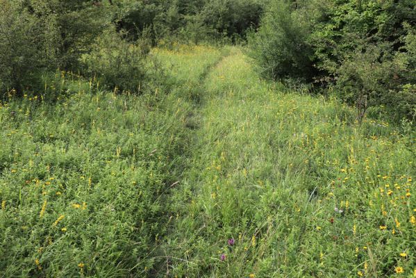Častolovice, 23.7.2021
Strýc, zpustlý sad na jižním svahu.
Mots-clés: Častolovice Strýc sad Agriotes gallicus