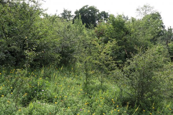 Častolovice, 23.7.2021
Strýc, zpustlý sad na jižním svahu.
Schlüsselwörter: Častolovice Strýc sad