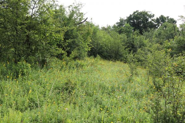 Častolovice, 23.7.2021
Strýc, zpustlý sad na jižním svahu.
Schlüsselwörter: Častolovice Strýc sad