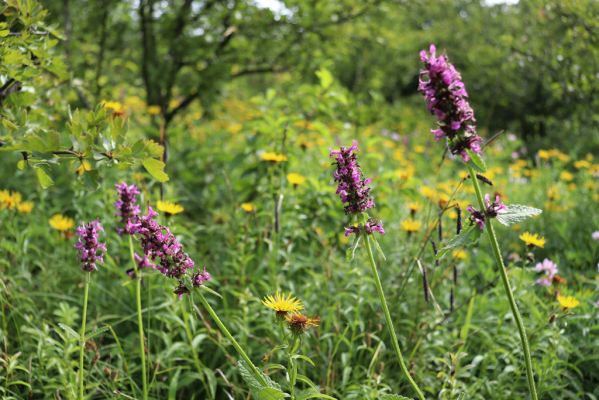 Častolovice, 23.7.2021
Strýc, zpustlý sad na jižním svahu. Betonica officinalis - bukvice lékařská.
Klíčová slova: Častolovice Strýc sad